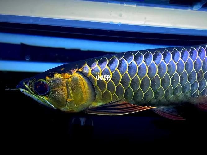 古典金龍魚等級區(qū)分圖解