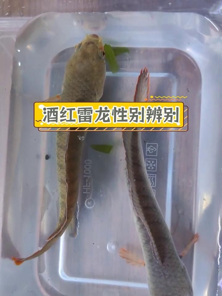 酒紅雷龍公母特征對比