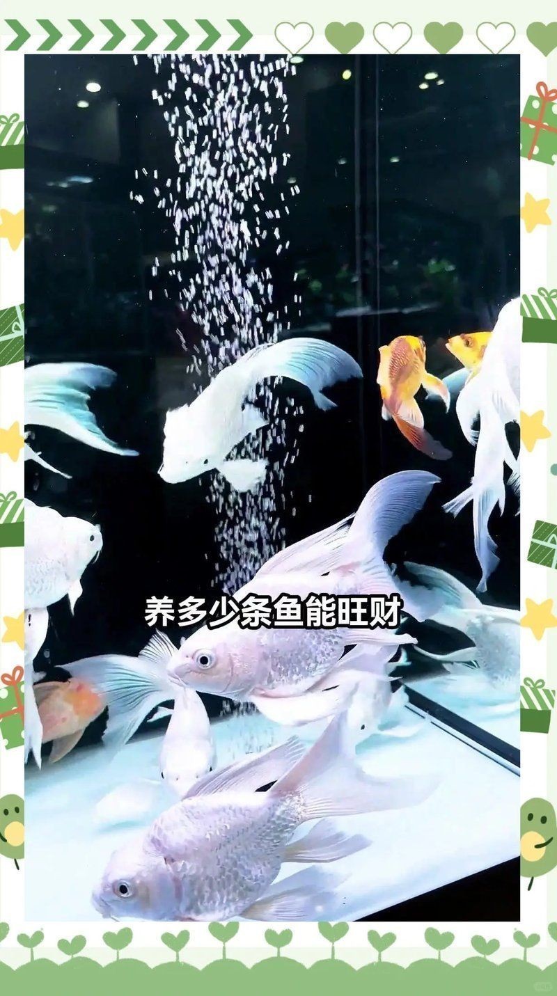 1976屬龍人養(yǎng)幾條魚旺財(cái)運(yùn)