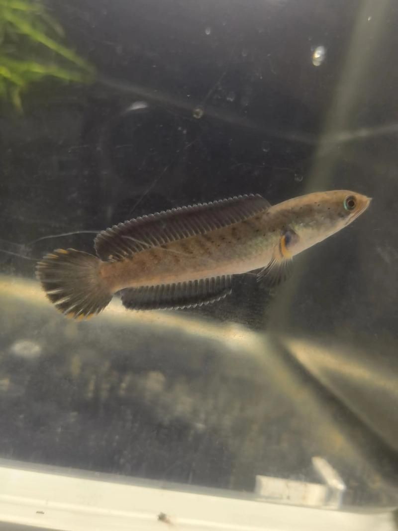 酒紅雷龍魚長啥樣