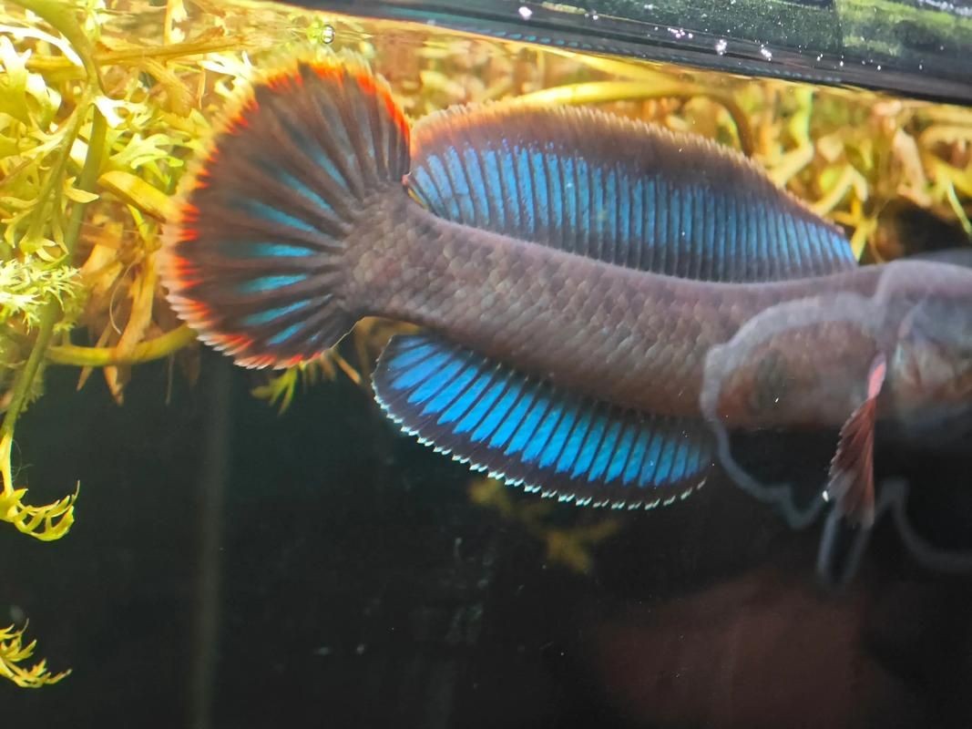 酒紅雷龍魚長啥樣