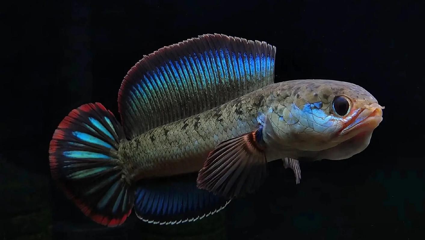 酒紅雷龍魚長(zhǎng)啥樣