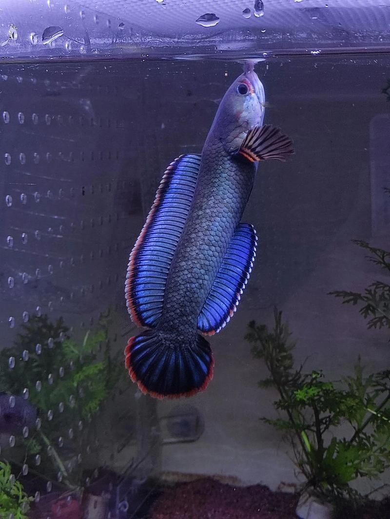 酒紅雷龍魚長啥樣