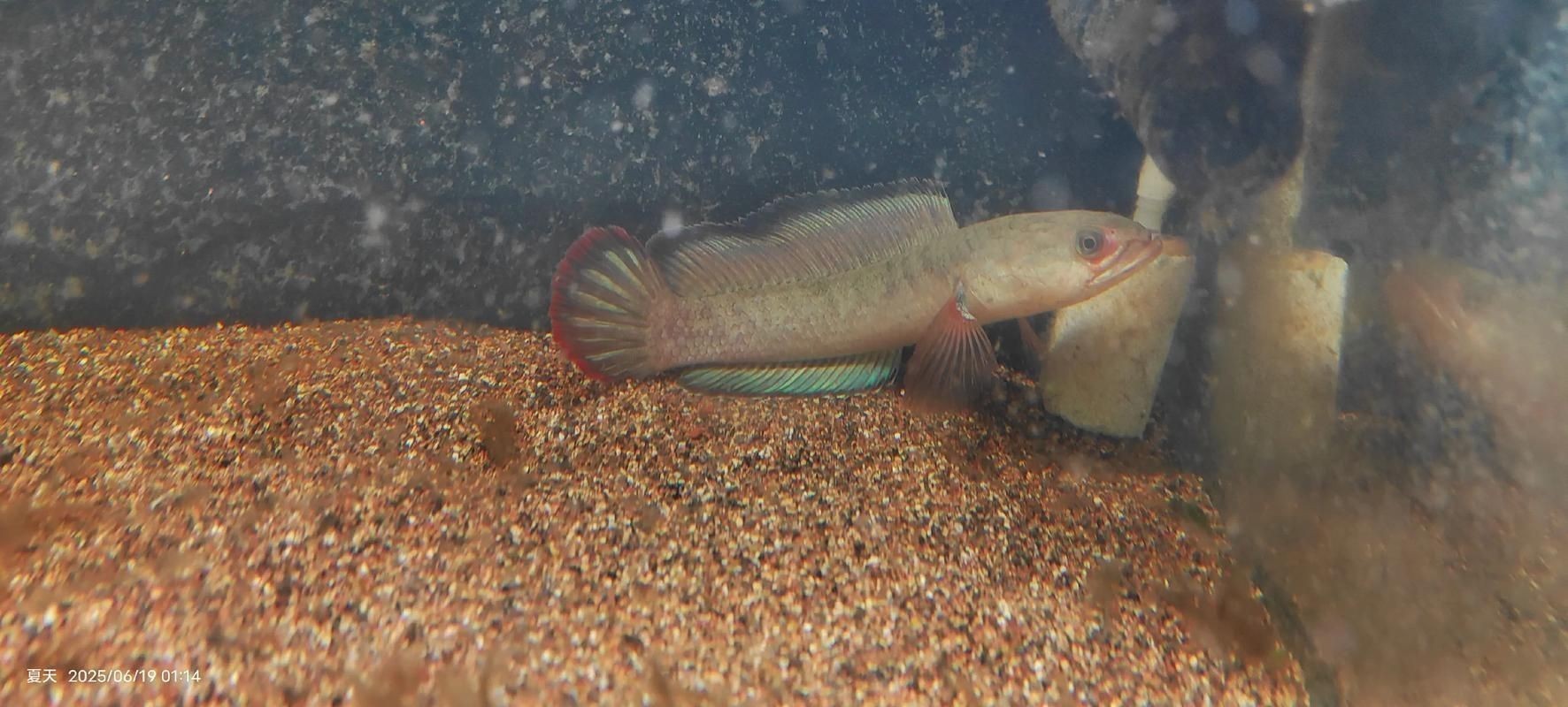 酒紅雷龍魚長啥樣