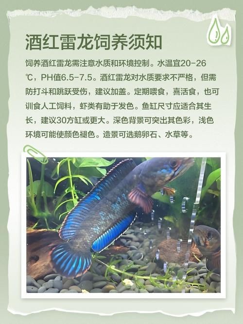 酒紅雷龍魚長啥樣