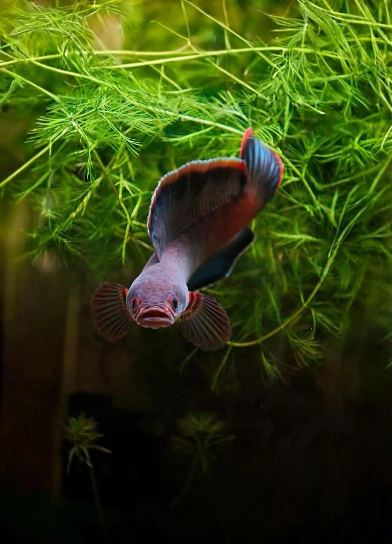 酒紅雷龍魚長(zhǎng)啥樣