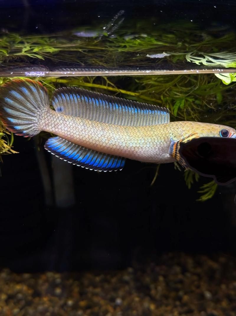 酒紅雷龍魚長啥樣