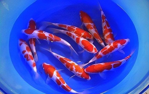 家里養魚養幾條最好