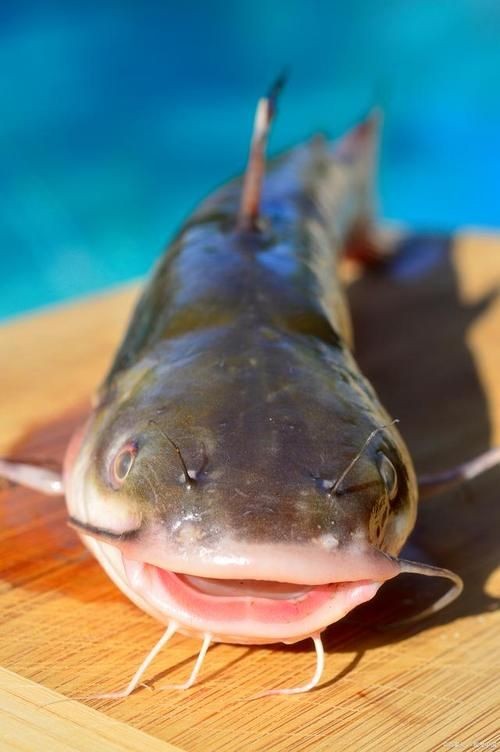 年魚圖片高清大圖大全