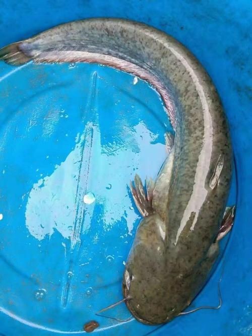 年魚圖片高清大圖大全