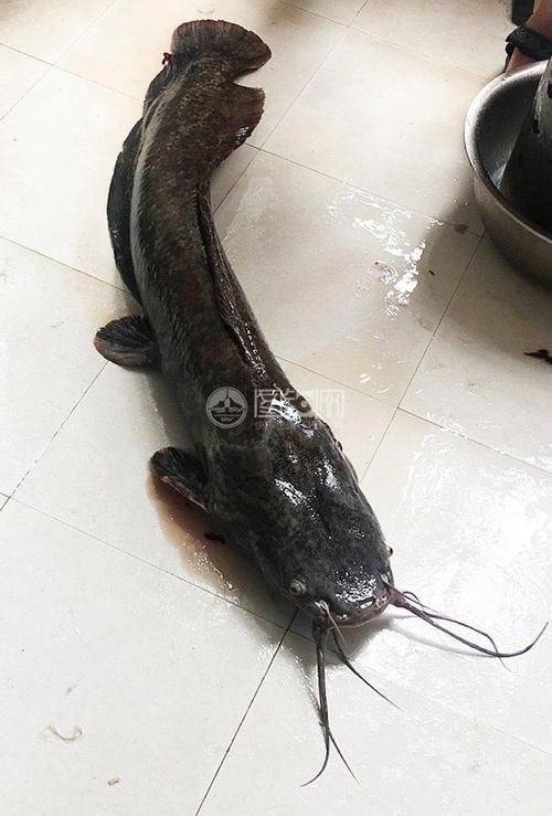 年魚圖片高清大圖大全
