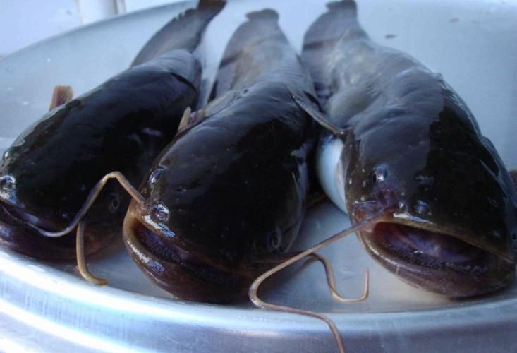 年魚圖片高清大圖大全
