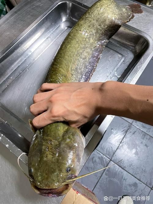 年魚圖片高清大圖大全