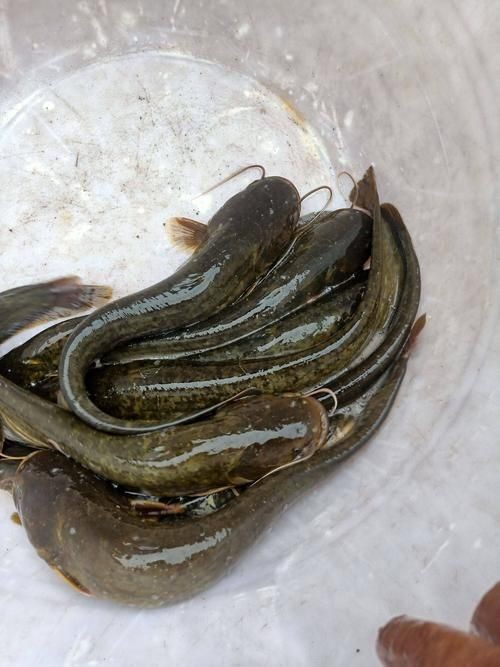 年魚圖片高清大圖大全