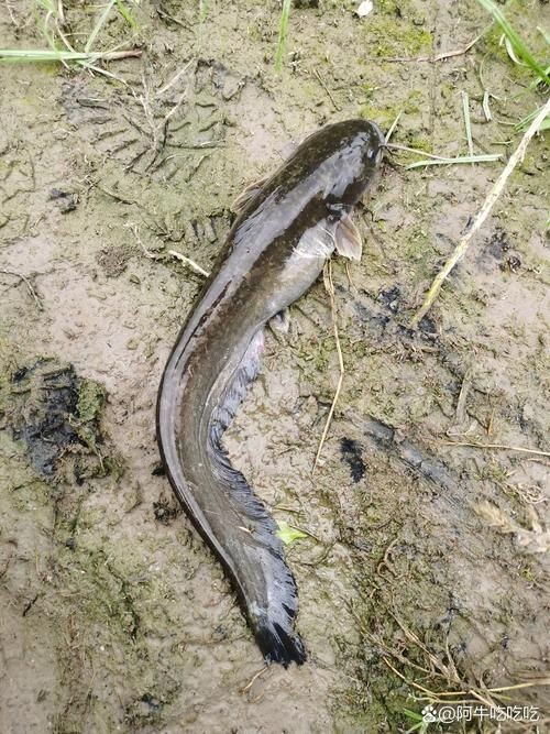雷州龍魚的市場需求如何？，雷州龍魚市場前景如何？