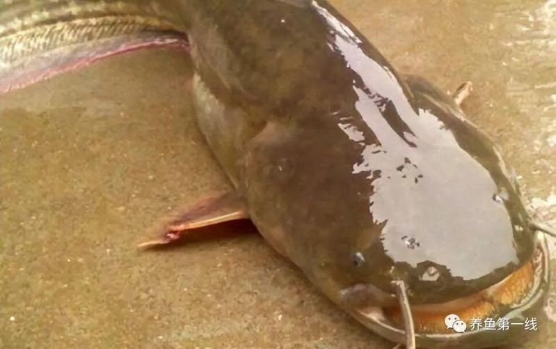 年魚圖片高清大圖大全