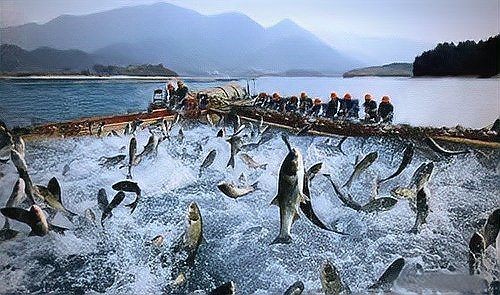 混合養魚品種搭配 混合養魚品種搭配 龍魚論壇 第3張
