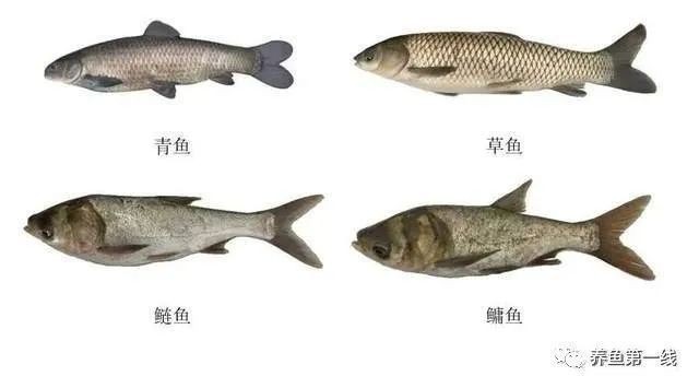 混合養魚品種搭配 混合養魚品種搭配 龍魚論壇 第5張
