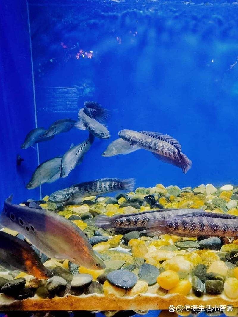 平頂山水族館