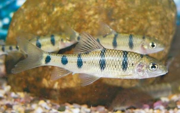 光唇魚(yú)圖片 龍魚(yú)論壇 第8張 光唇魚(yú)圖片 光唇魚(yú)圖片 龍魚(yú)論壇 第8張