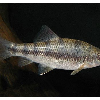 光唇魚(yú)圖片 龍魚(yú)論壇 第22張 光唇魚(yú)圖片 光唇魚(yú)圖片 龍魚(yú)論壇 第22張