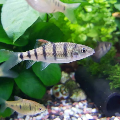 光唇魚(yú)圖片 龍魚(yú)論壇 第1張 光唇魚(yú)圖片 光唇魚(yú)圖片 龍魚(yú)論壇 第1張