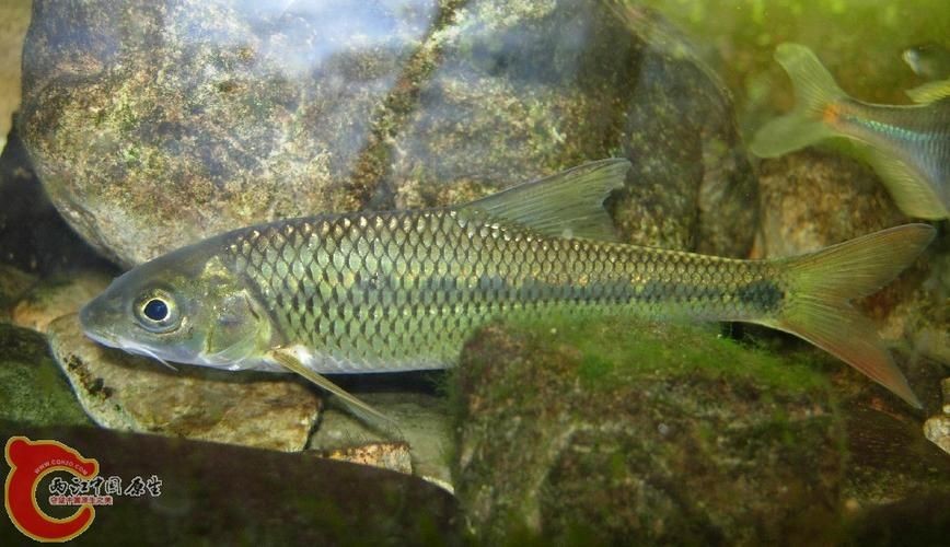 光唇魚(yú)圖片 龍魚(yú)論壇 第9張 光唇魚(yú)圖片 光唇魚(yú)圖片 龍魚(yú)論壇 第9張
