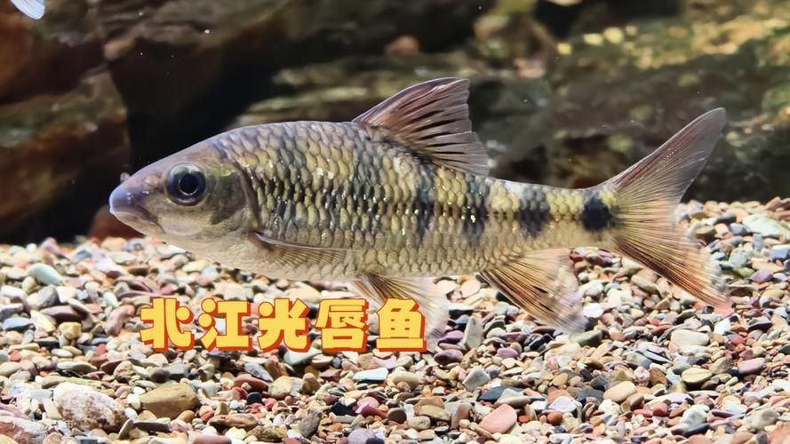 光唇魚(yú)圖片 龍魚(yú)論壇 第6張 光唇魚(yú)圖片 光唇魚(yú)圖片 龍魚(yú)論壇 第6張