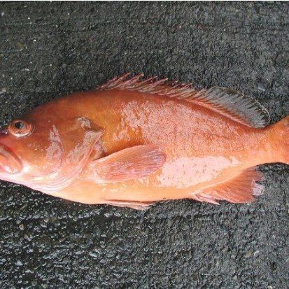 光唇魚(yú)圖片 龍魚(yú)論壇 第18張 光唇魚(yú)圖片 光唇魚(yú)圖片 龍魚(yú)論壇 第18張