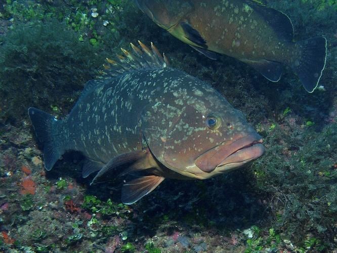 光唇魚(yú)圖片 龍魚(yú)論壇 第13張 光唇魚(yú)圖片 光唇魚(yú)圖片 龍魚(yú)論壇 第13張