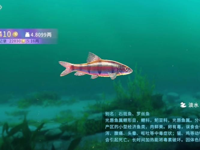 光唇魚(yú)圖片 龍魚(yú)論壇 第12張 光唇魚(yú)圖片 光唇魚(yú)圖片 龍魚(yú)論壇 第12張