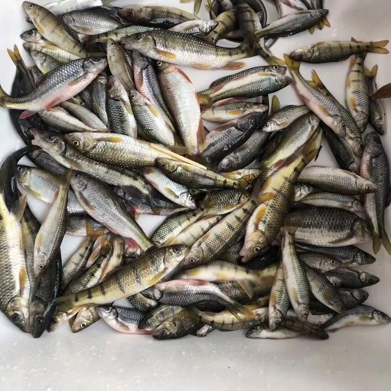 光唇魚(yú)圖片 龍魚(yú)論壇 第2張 光唇魚(yú)圖片 光唇魚(yú)圖片 龍魚(yú)論壇 第2張