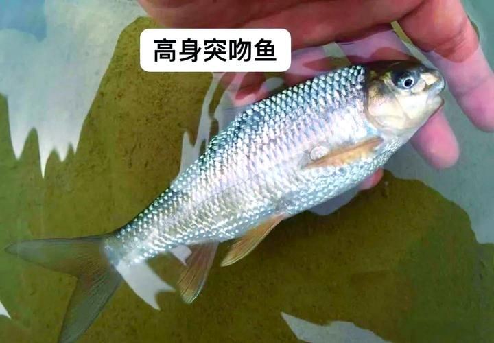 光唇魚(yú)圖片 龍魚(yú)論壇 第7張 光唇魚(yú)圖片 光唇魚(yú)圖片 龍魚(yú)論壇 第7張