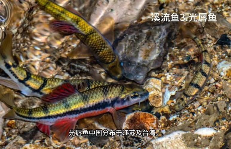 光唇魚(yú)圖片 龍魚(yú)論壇 第11張 光唇魚(yú)圖片 光唇魚(yú)圖片 龍魚(yú)論壇 第11張