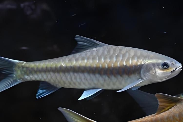 光唇魚(yú)圖片 龍魚(yú)論壇 第10張 光唇魚(yú)圖片 光唇魚(yú)圖片 龍魚(yú)論壇 第10張