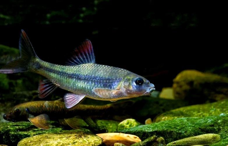 光唇魚(yú)圖片 龍魚(yú)論壇 第3張 光唇魚(yú)圖片 光唇魚(yú)圖片 龍魚(yú)論壇 第3張