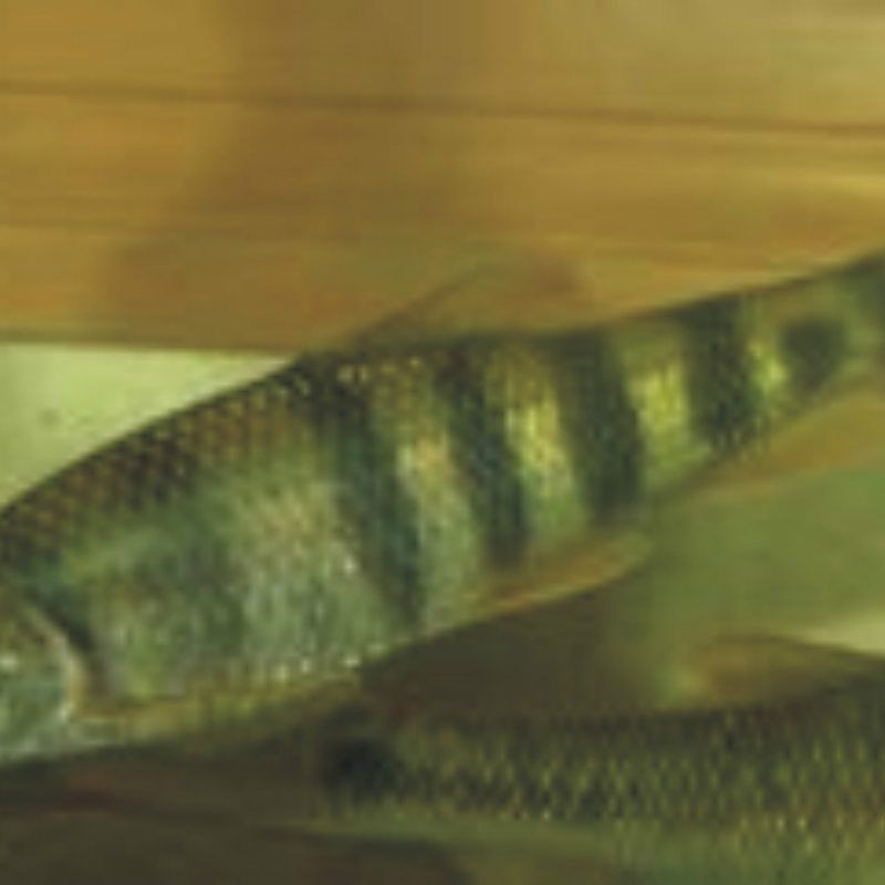 光唇魚(yú)圖片 龍魚(yú)論壇 第24張 光唇魚(yú)圖片 光唇魚(yú)圖片 龍魚(yú)論壇 第24張