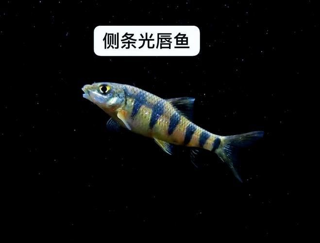 光唇魚(yú)圖片 龍魚(yú)論壇 第4張 光唇魚(yú)圖片 光唇魚(yú)圖片 龍魚(yú)論壇 第4張