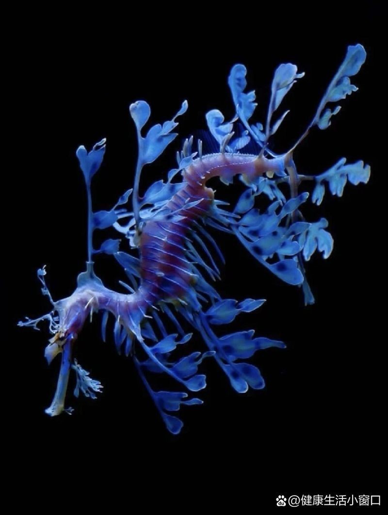海龍魚是什么樣子的