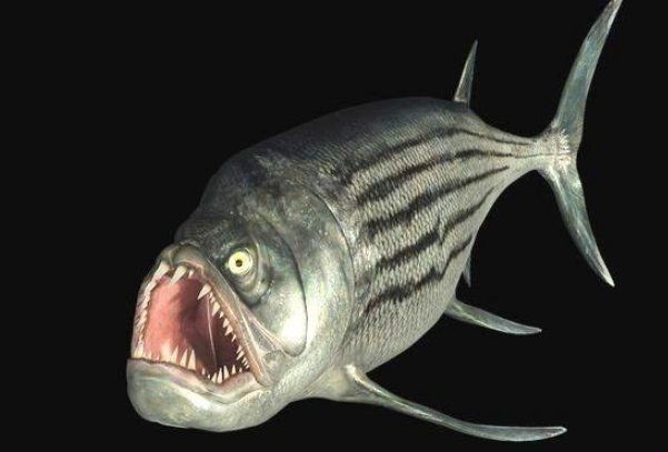 劍射魚還存在嗎