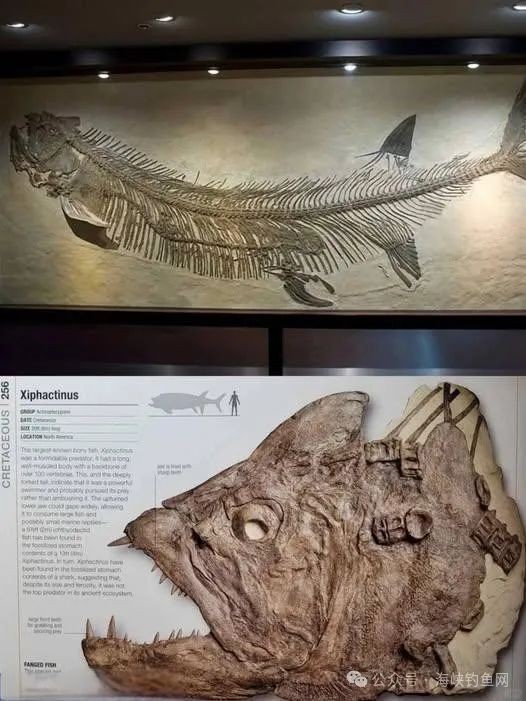 劍射魚還存在嗎