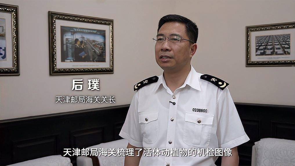 咖啡瓶魚為何不建議養