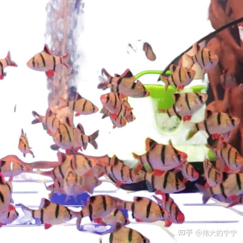 咖啡瓶魚為何不建議養