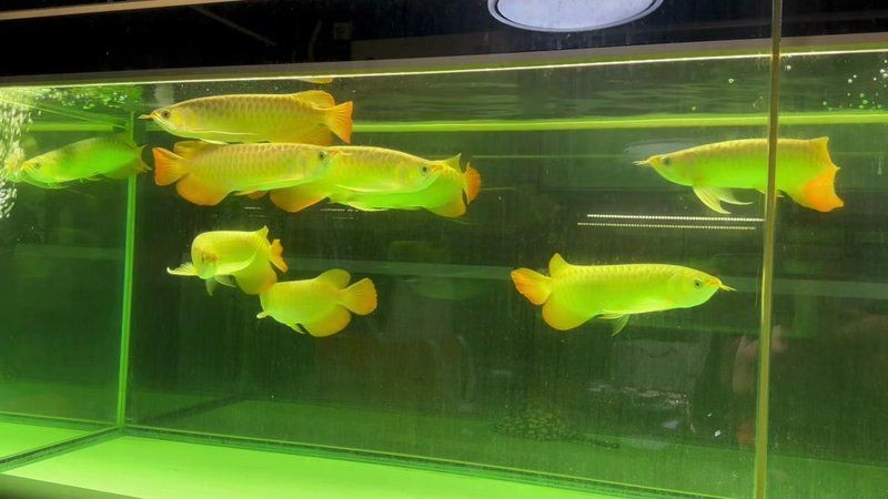 紅龍魚的品牌 紅龍魚的品牌 龍魚百科 第5張