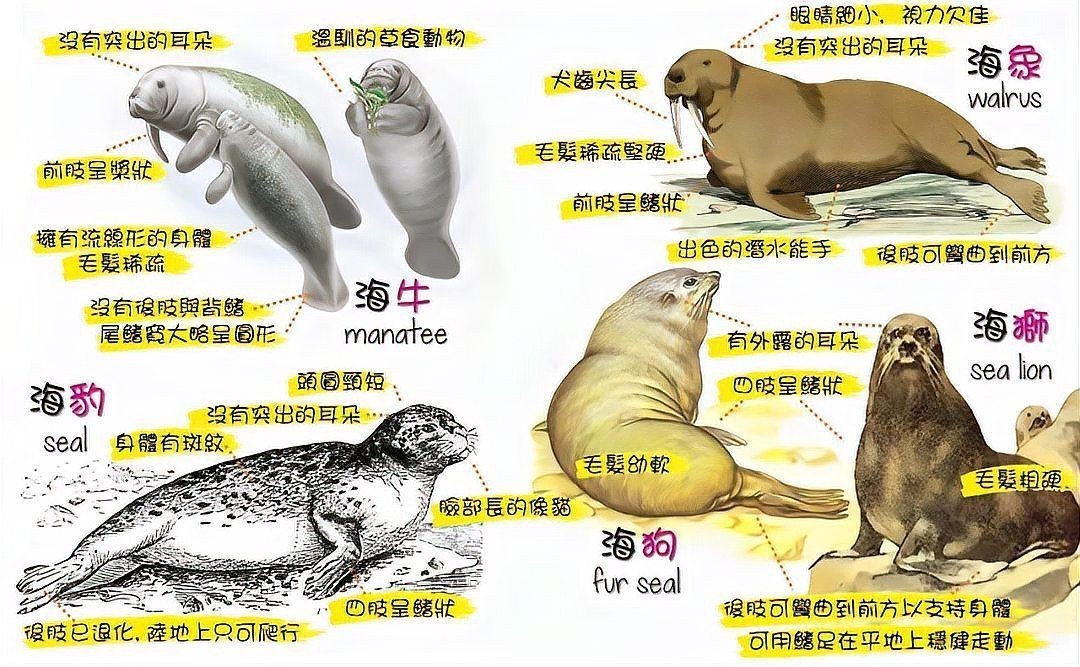 海象為什么不吃企鵝 龍魚論壇 第4張 海象為什么不吃企鵝 海象為什么不吃企鵝 龍魚論壇 第4張