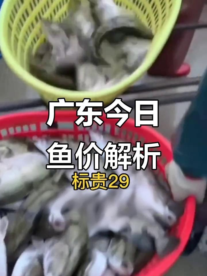 廣東魚價格行情最新價