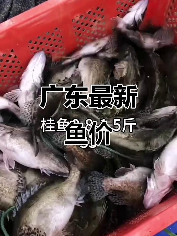 廣東魚價格行情最新價