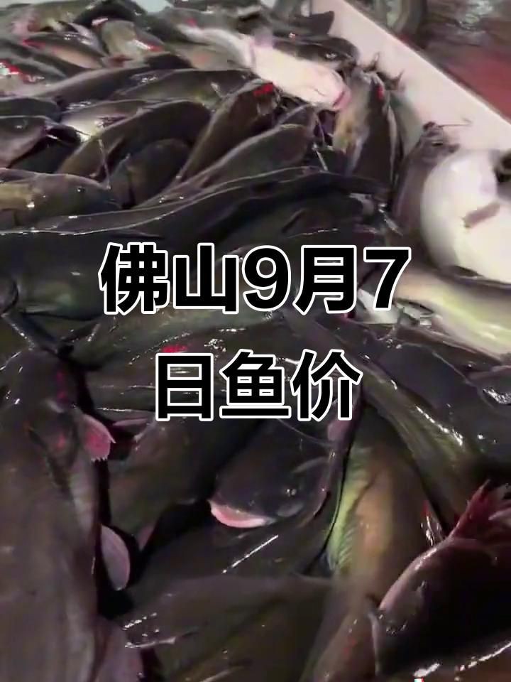 廣東魚價格行情最新價