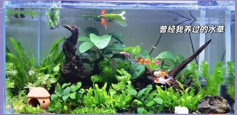 吉林魚缸定做