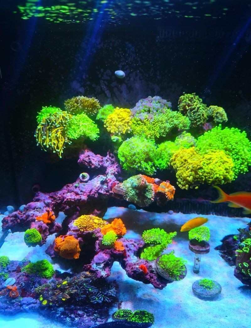 北海魚缸維護